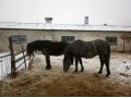 Продам лошадей, возраст 2 года в городе Красноярск, фото 1, Красноярский край