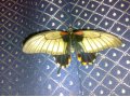 Живые бабочки в Екатеринбурге. в городе Екатеринбург, фото 1, Свердловская область