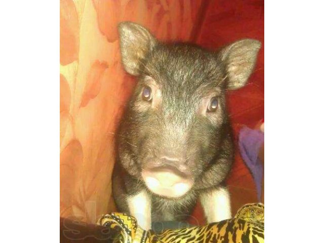 Микропиг в городе Краснодар, фото 1, Краснодарский край