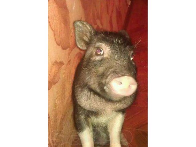 Микропиг в городе Краснодар, фото 2, стоимость: 20 000 руб.