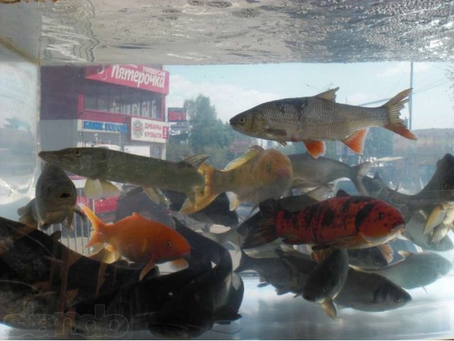 рыба для пруда в городе Балашиха, фото 4, Другие животные