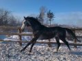 Скаковые лошади в городе Благовещенск, фото 1, Амурская область