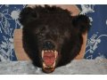 продам чучело- голова взрослого медведя. в городе Красноярск, фото 1, Красноярский край