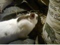 Кролики великаны гибриды в городе Камень-на-Оби, фото 1, Алтайский край