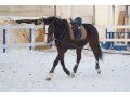 Продается спортивная лошадь в городе Красноярск, фото 1, Красноярский край