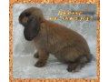 Тюрингенский малыш вислоухий карликовый кролик-баран в городе Екатеринбург, фото 1, Свердловская область