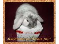 Exclusive карликовый вислоухий крольчонок Рён в городе Екатеринбург, фото 1, Свердловская область