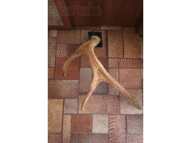 Красивые Рога Лося в городе Орехово-Зуево, фото 5, Московская область