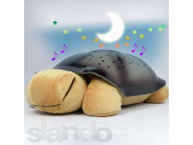 Черепаха ночник в городе Мурманск, фото 1, Мурманская область