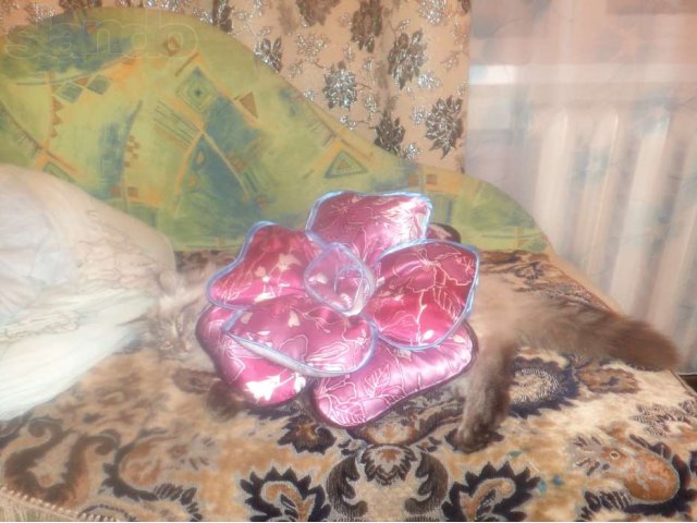 подушка- роза в городе Бийск, фото 2, стоимость: 400 руб.