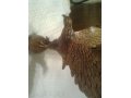 деревяный орел в городе Рязань, фото 1, Рязанская область