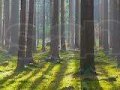 Деловой лес на корню. в городе Нягань, фото 1, Ханты-Мансийский автономный округ