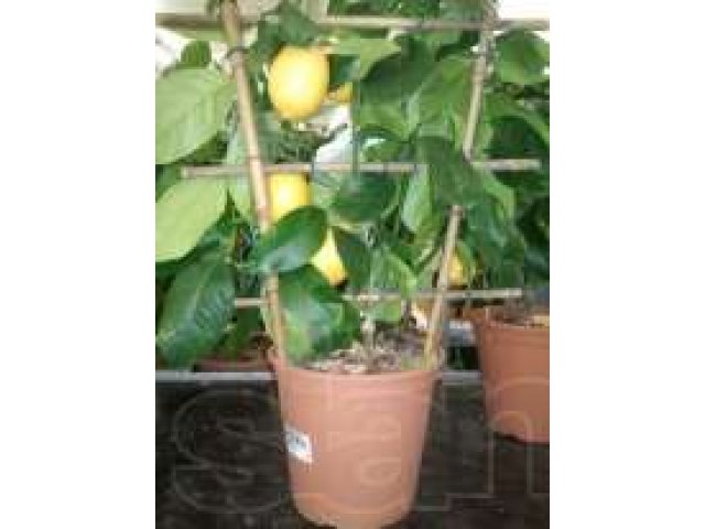 Растение Лимон с плодами в городе Новосибирск, фото 1, стоимость: 2 000 руб.