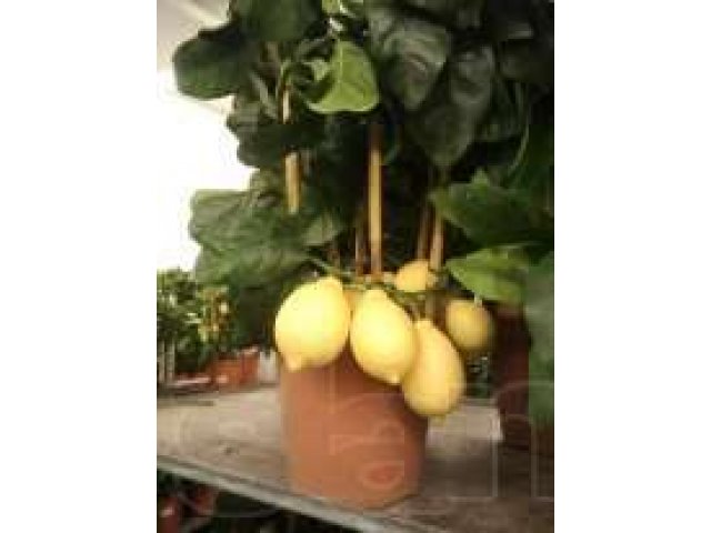 Растение Лимон с плодами в городе Новосибирск, фото 2, Растения
