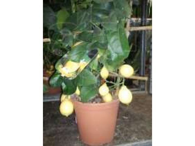 Растение Лимон с плодами в городе Новосибирск, фото 4, стоимость: 2 000 руб.