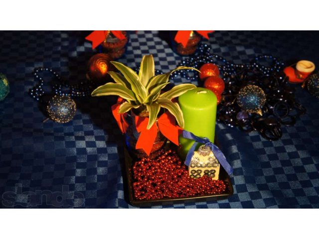 Подарок на праздник , оформление растений в городе Казань, фото 1, Растения