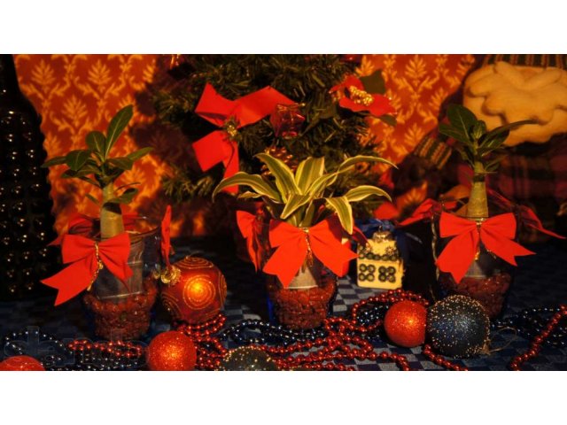 Подарок на праздник , оформление растений в городе Казань, фото 3, стоимость: 250 руб.