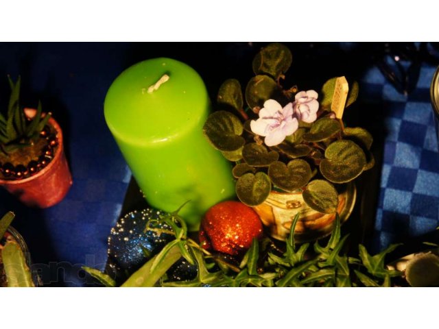 Подарок на праздник , оформление растений в городе Казань, фото 7, Растения