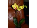 Орхидея фаленопсис ярко-желтый цветет в городе Санкт-Петербург, фото 3, Растения