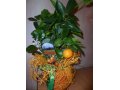 Продам мандариновое дерево с плодами и цветами в городе Новосибирск, фото 3, Растения