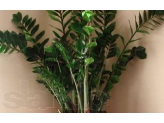 Комнатные растения для дома и офиса в городе Улан-Удэ, фото 1, стоимость: 1 300 руб.