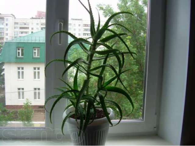 Продаются комнатные растения в городе Уфа, фото 2, стоимость: 200 руб.