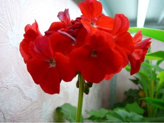 Цветы в городе Пермь, фото 5, Растения