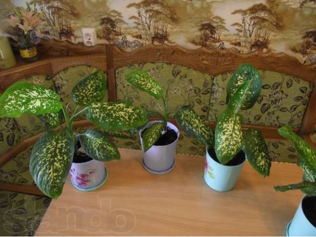 Растение Диффенбахия в городе Тюмень, фото 1, стоимость: 200 руб.