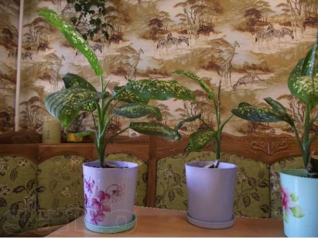 Растение Диффенбахия в городе Тюмень, фото 3, Тюменская область