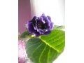 Глоксиния махровая (фиолетовая) в городе Улан-Удэ, фото 3, Растения