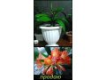 Кливия-комнатное растение в городе Саратов, фото 1, Саратовская область