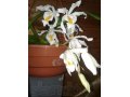 Коллекционные орхидеи в городе Вологда, фото 3, Растения