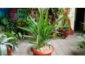 Композиции из растений для офисов в городе Казань, фото 2, стоимость: 500 руб.