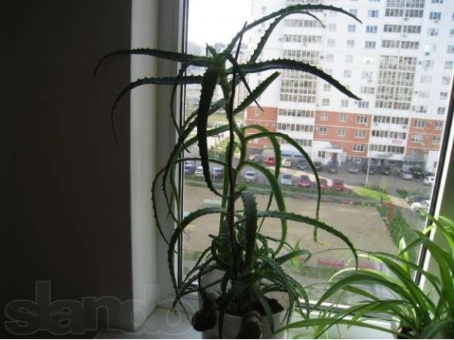 Комнатные растения. Золотой ус, Алое, кактус, столетник, фикус в городе Краснодар, фото 1, Растения
