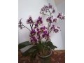 Продаю Орхидею (Phalaenopsis) в городе Ставрополь, фото 1, Ставропольский край