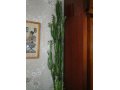 кактусы в городе Саратов, фото 1, Саратовская область