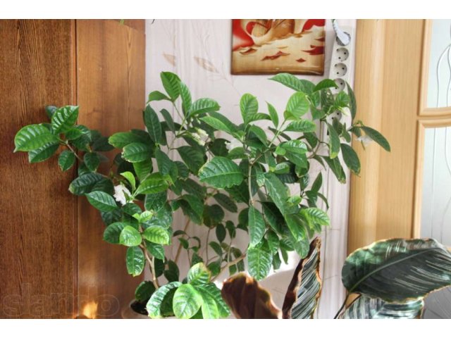Продам комнатные растения в городе Биробиджан, фото 2, стоимость: 500 руб.
