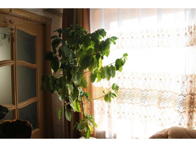 Продам комнатные растения в городе Биробиджан, фото 3, Растения