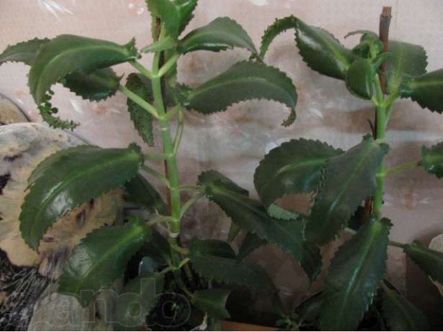 Каланхоэ лечебное (чихунчик) в городе Сургут, фото 1, Растения