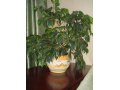 Продаю комнатное растение Фикус в городе Чебоксары, фото 1, Чувашия