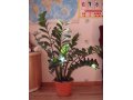 Продаю комнатное растение Замиокулькас в городе Чебоксары, фото 1, Чувашия