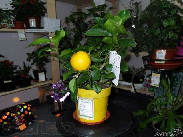 Примаю заказы на комнатные растения в городе Казань, фото 3, стоимость: 100 руб.