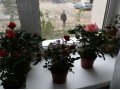 Комнатные мини-розочки очень красивые цветут 8 месяцев в году. в городе Саратов, фото 1, Саратовская область