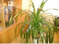 Продается комнатное растение в городе Майкоп, фото 1, Адыгея