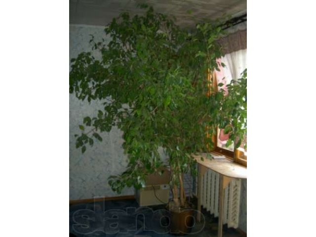 Комнатные растения большемеры в городе Астрахань, фото 2, Растения
