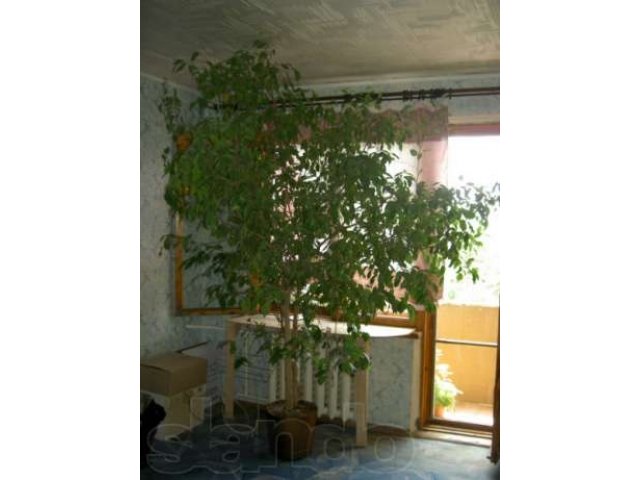 Комнатные растения большемеры в городе Астрахань, фото 3, Астраханская область