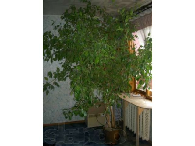 Комнатные растения большемеры в городе Астрахань, фото 4, стоимость: 3 500 руб.