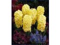 Цветы гиацинты для выгонки. в городе Нижний Новгород, фото 8, стоимость: 45 руб.