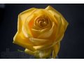 Оптовые поставки цветов из Эквадора от ecuador-flowers.ru в городе Вологда, фото 1, Вологодская область