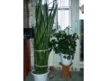 Продаю два комнатных цветка:шефлеру,сансевиерию(или тещин язык) в городе Барнаул, фото 1, Алтайский край
